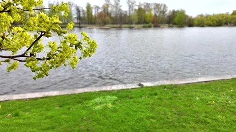 Flowers on trees in the middle of spring. Slowmotion Stock Footage 338128077
