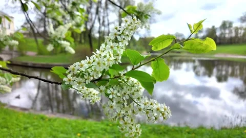 Flowers on trees in the middle of spring. Slowmotion Stock Footage 338128117