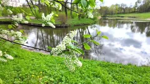 Flowers on trees in the middle of spring. Slowmotion Stock Footage 338128118