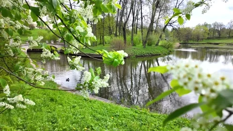 Flowers on trees in the middle of spring. Slowmotion Stock Footage 338128121