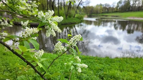 Flowers on trees in the middle of spring. Slowmotion Stock Footage 338128130
