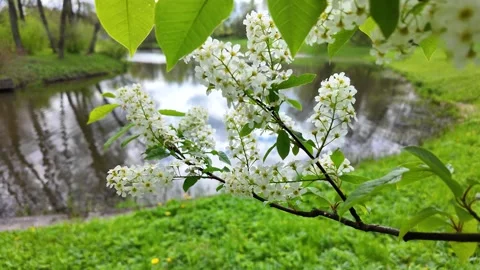 Flowers on trees in the middle of spring. Slowmotion Stock Footage 338128139