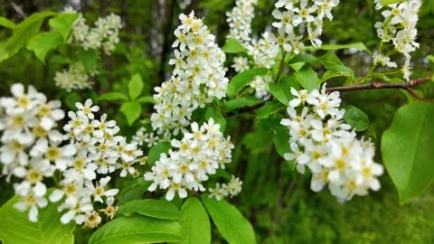 Flowers on trees in the middle of spring. Slowmotion Stock Footage 338128173