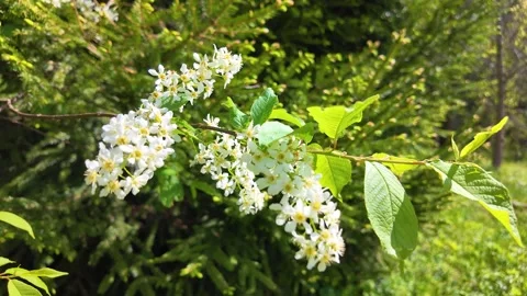 Flowers on trees in the middle of spring. Slowmotion Stock Footage 338128188
