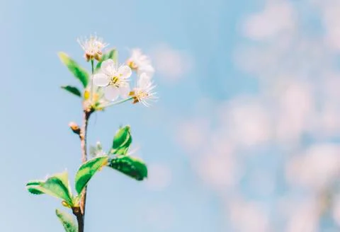 Flowers On Trees Stock Photos
