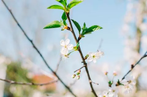 Flowers On Trees Stock Photos