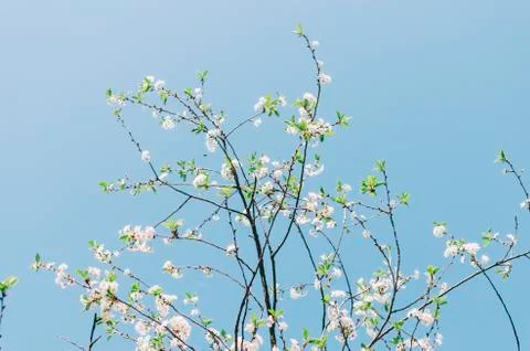 Flowers On Trees Stock Photos