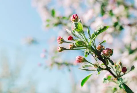 Flowers On Trees Stock Photos
