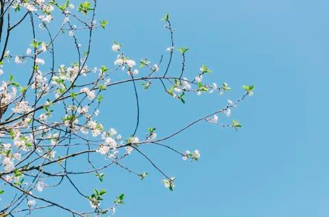 Flowers On Trees Foto stock