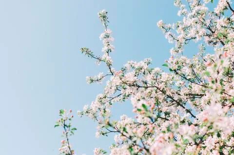 Flowers On Trees Stock Photos