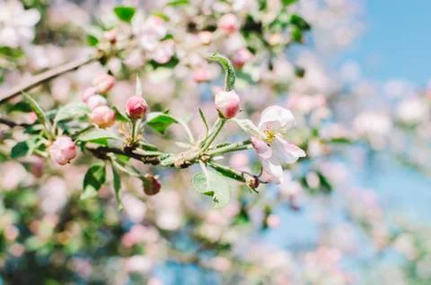 Flowers On Trees Stock Photos