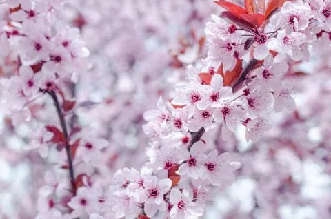 Flowers in the trees. Stock Photos