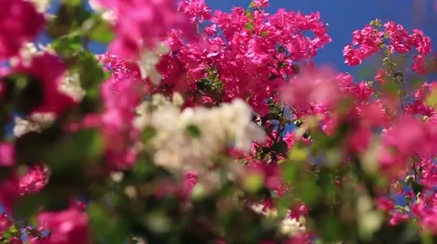 Flowers on trees vibrant colors Stock Footage 49070962