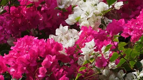 Flowers trembling in the wind Stock Footage 98528889