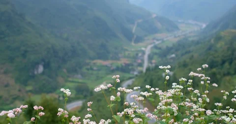 Flowers triangular circuit, buckwheat flowers or Tam Giac Mach flower Stock Footage 103373062