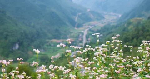 Flowers triangular circuit, buckwheat flowers or Tam Giac Mach flower Stock Footage 103373188