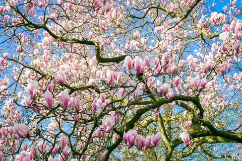 Flowers of a tulip tree Stock Photos