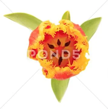 Flowers tulipa spec tulip liliaceae tulips cut Stock Photos