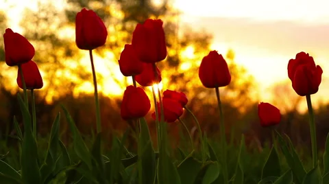 Flowers tulips on the background of a sunset Stock Footage 49911751