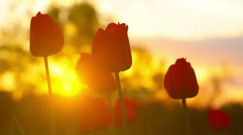 Flowers tulips on the background of a sunset 库存影片 50523601