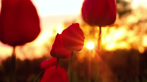 Flowers tulips on the background of a sunset Stock Footage 104619400