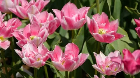Flowers tulips 動画素材 11044781