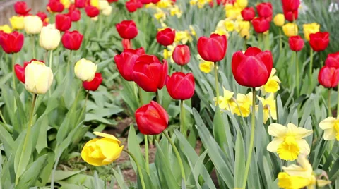 Flowers tulips Stock Footage 39309126