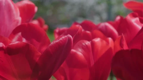 Flowers tulips Stock Footage 238668750