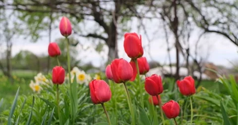 Flowers. Tulips in the garden Stock Footage 246389595