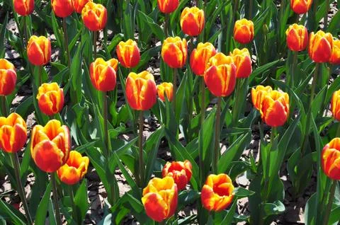 Flowers Tulips Stock Photos