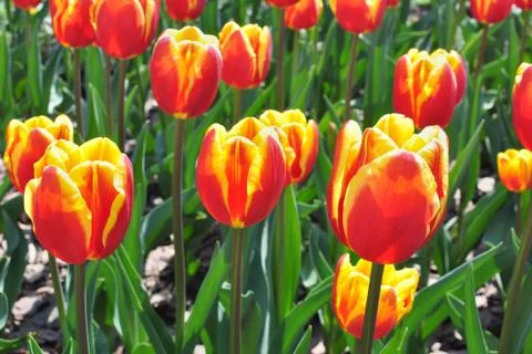 Flowers Tulips Stock Photos