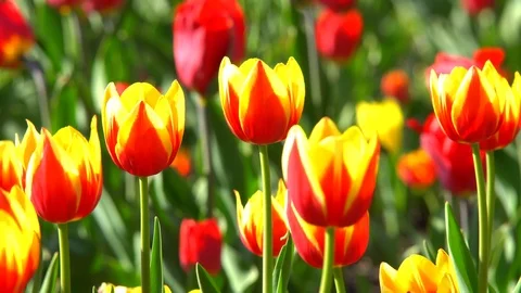 Flowers Tulips in the Spring Stock Footage 89912609