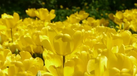 Flowers tulips_01 動画素材 11044663