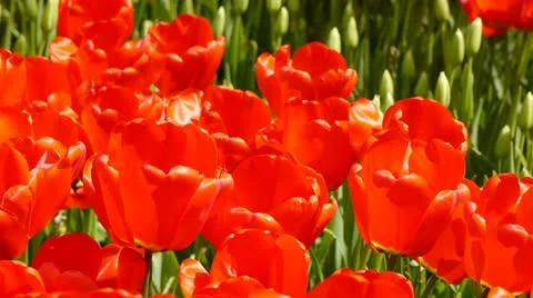 Flowers tulips_02 動画素材 11044666