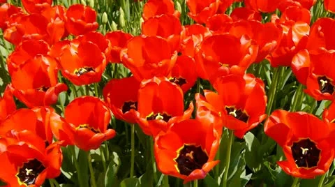 Flowers tulips_03 動画素材 11044718