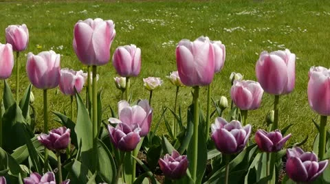 Flowers tulips_04 動画素材 11044747