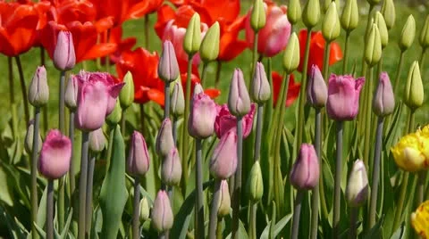 Flowers tulips_05 動画素材 11044754