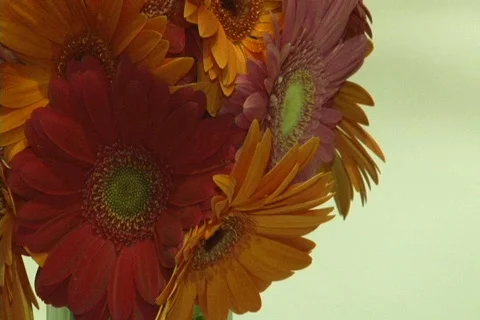 Flowers Turns Into Blur Stock Footage 777053