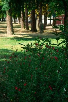 Flowers under the fields Foto stock
