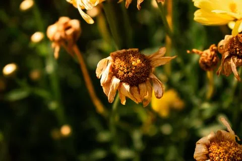 Flowers under the fields Stock Photos