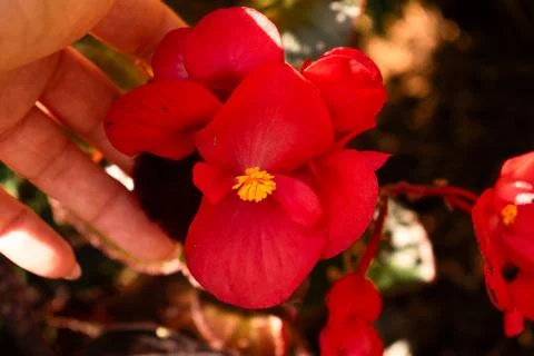Flowers under the fields Stock Photos