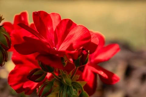 Flowers under the fields Stock-Fotos