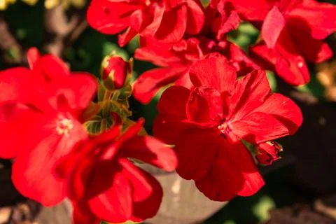 Flowers under the fields Foto stock