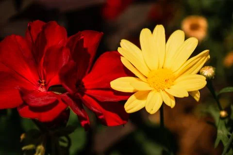 Flowers under the fields Foto stock
