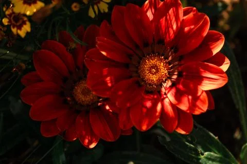 Flowers under the fields Foto stock