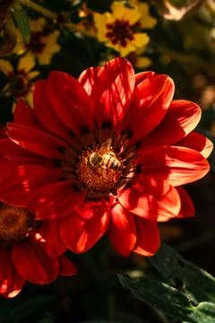 Flowers under the fields Foto stock