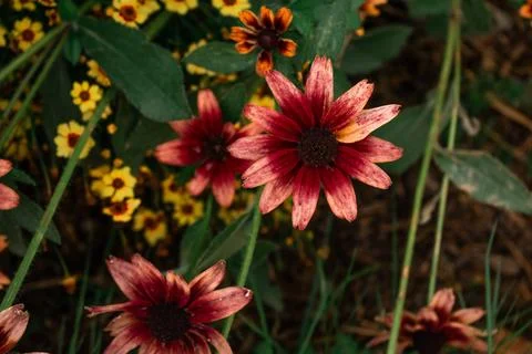 Flowers under the fields Foto stock