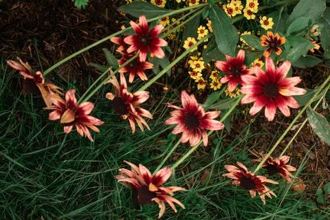 Flowers under the fields Stock Photos