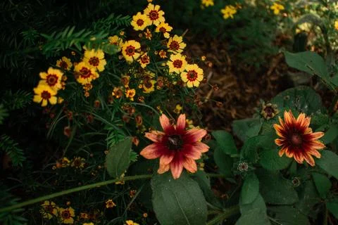 Flowers under the fields Foto stock