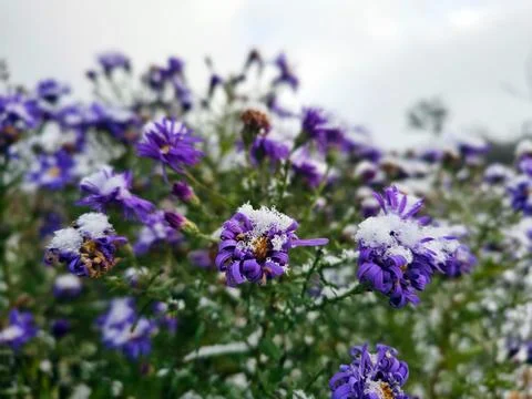Flowers under the first snow close-up with blurred background Stock Photos